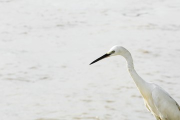 white great egret