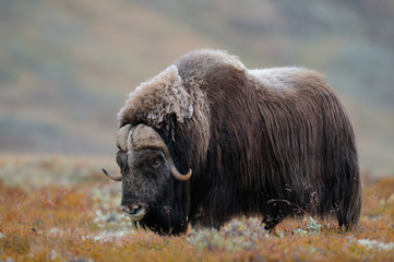 Moschosochsen Bulle im Herbst, Dovrefjell, Norwegen, (Ovibos moschatus)