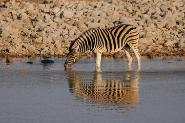 Fototapeta na wymiar Steppen Zebra am Wasserloch, Burchell's Zebra, Etosha Nationalpark, Namibia, (Equus burchelli)