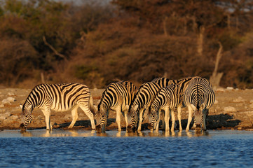 Fototapeta na wymiar Steppen Zebras am Wasserloch, Burchell's Zebra, Etosha Nationalpark, Namibia, (Equus burchelli)