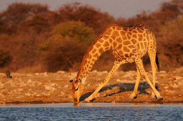 Giraffe beim trinken am Wasserloch, Etosha Nationalpark, Namibia, (Giraffa camelopardalis)