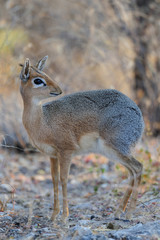 Fototapeta premium Damara Dikdik steht im Dickicht, Etosha Nationalpark, Namibia