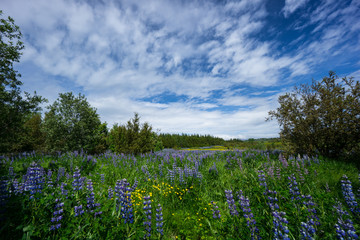 Iceland - Purple blossoms of lupine flowers in green area of reykjavik