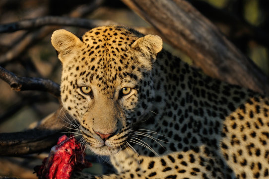 Leopard mit Beute,  Namibia