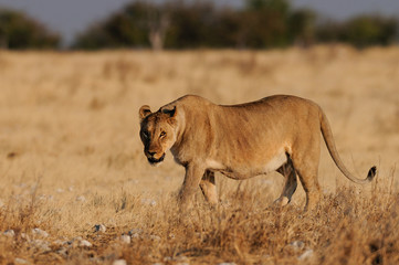 Obraz na płótnie Canvas Löwin vollgefressen, Etosha Nationalpark, Namibia, (Panthera leo)