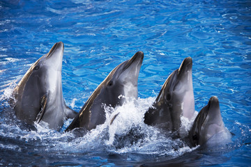 Fototapeta premium Group of five dolphins in blue turquoise water.