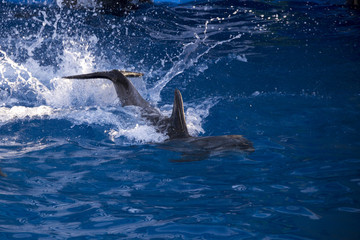 Dolphins in the ocean. Dolphins with a scratched back. Hunting for dolphins. Animal protection.