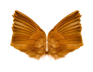 Wings isolated on white background.