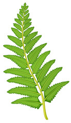 Fern leaf on white background