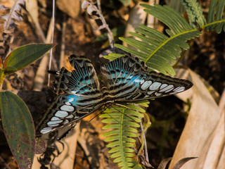 beautiful butterfly near Vang Vieng in Laos