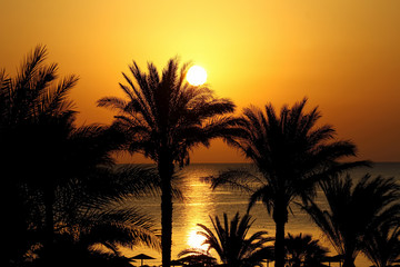 Fototapeta na wymiar Beautiful seascape with morning sun, beach, and palm trees