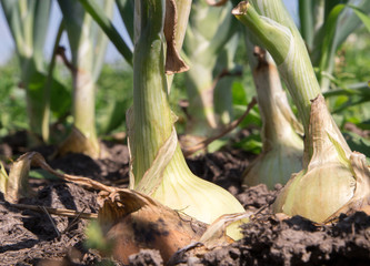 close-up of the onion plantation in the garden