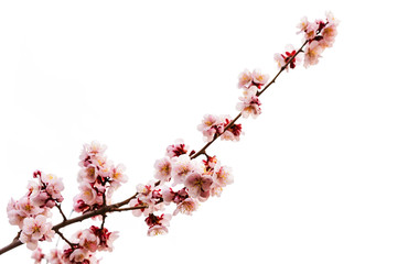 pink cherry blossom or sakura on white