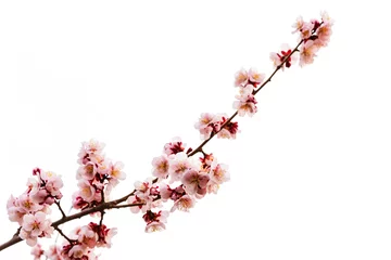 Wall murals Cherryblossom pink cherry blossom or sakura on white