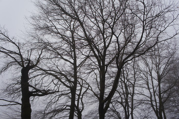 Fototapeta na wymiar Landscape black trees in fog