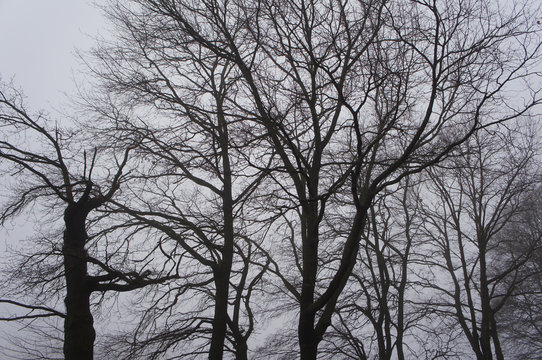 Fototapeta Landscape black trees in fog