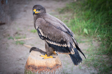 Steppenadler sitzt auf einem Baumstumpf beim Falkner