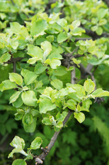 Fototapeta na wymiar Euonymus sacrosancta or spindle tree green leaves