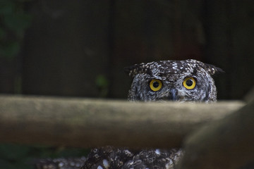 occhi di gufo