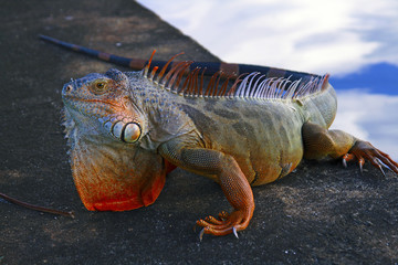 Iguana