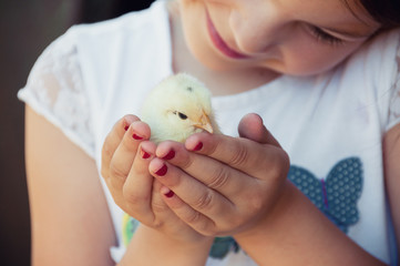Happy little girl  holds a chicken in his hands. Child with poultry.  Close view of baby chick in girl's hand. Selective focus and a warm color photo. Domestic animals. © steftach