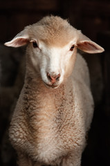 Lamb sheep. Portrait of a sheep looking at the camera. Sheep on a dark background