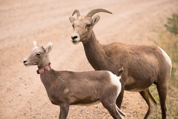 A mother mountain sheep and her calf look over a spot in the South Dakota Badlands