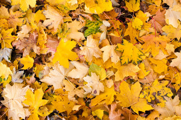 Autumn leaves on nature