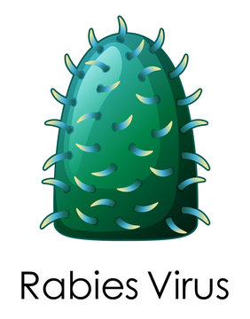 Close Structure Of Rabies Virus