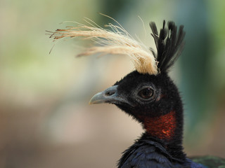 A close up of a bird with a crest on his head.