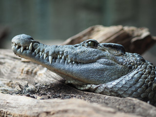 A close up of a philippine crocodile.