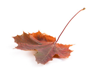 Autumn dry yellow leaves