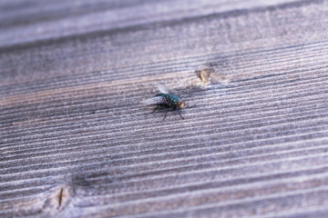 green fly sitting on a wooden board