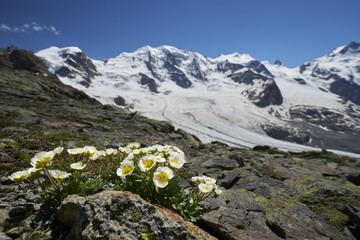 Gletscherhahnenfuss auf der Diavolezza, Engadin
