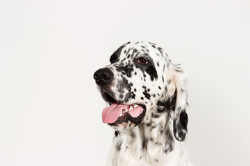 portrait setter dog looking