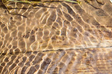 old tree under water and the glare on the water