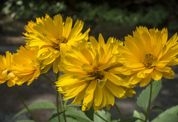 False Sunflowers