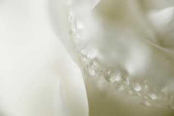 Obraz na płótnie Canvas drops of water on a flower petal close-up