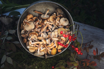 autumn harvest of forest mushrooms close up