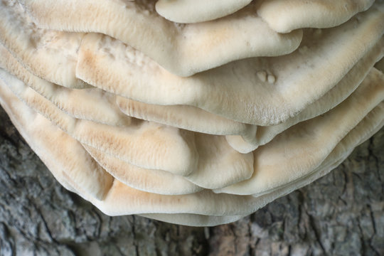 Northern Tooth Fungus 