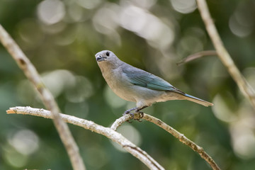 Sanhaçu-cinzento (Tangara sayaca) | Sayaca Tanager photographed in Linhares, Espírito Santo - Southeast of Brazil. Atlantic Forest Biome.