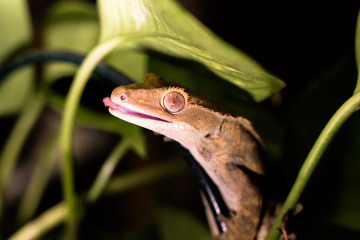 close up of a crested gecko with tongue out