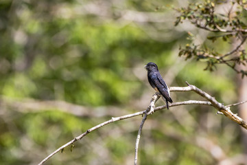 Urubuzinho (Chelidoptera tenebrosa) | Swallow-winged Puffbird photographed in Linhares, Espírito Santo - Southeast of Brazil. Atlantic Forest Biome.