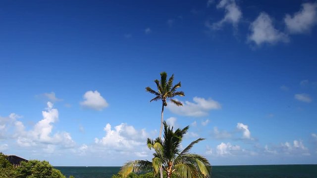 Palm Tree with blue sky and white clouds