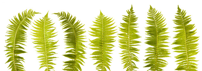 fern leaves isolated on white background