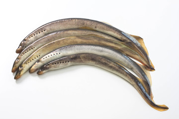 River lamprey on a white background