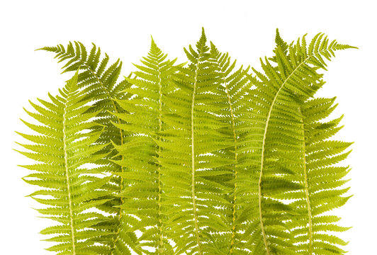 fern leaves isolated on white background