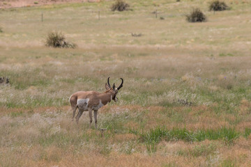 Fototapeta premium Pronghorn antelope Buck on the Priaire