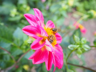 Hummel auf pinker Blume
