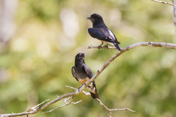 Urubuzinho (Chelidoptera tenebrosa) | Swallow-winged Puffbird photographed in Linhares, Espírito Santo - Southeast of Brazil. Atlantic Forest Biome.